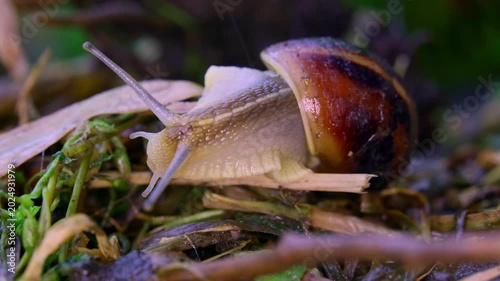 Snail on a leaf