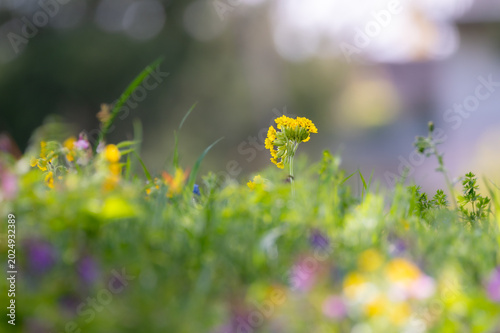 Schlüsselblume auf einem Feld