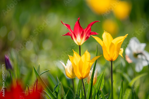 Closeup von gelben und gelb-roten Tulpen auf einer Blumenwiese im Frühling