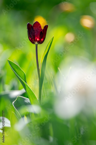 Purpurrote Tulpe auf einer Blumenwiese im Frühling