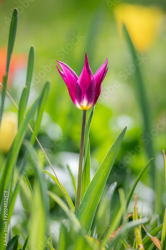 Lila Wildtulpe auf einer Blumenwiese im Frühling
