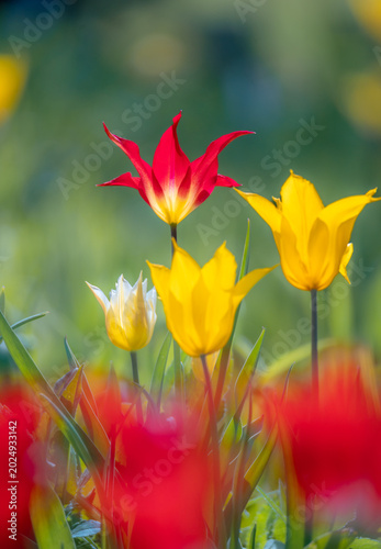 Closeup von gelben und gelb-roten Tulpen auf einer Blumenwiese im Frühling