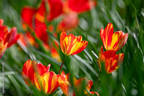 Makro-Ausschnitt eines Tulpenfeldes mit rot-gelben Tulpen im warmen Sonnenschein