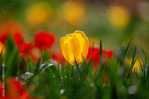 Close-Up einer gelben Tulpe vor dem Bokeh-Hintergrund eines Tulpenfeldes