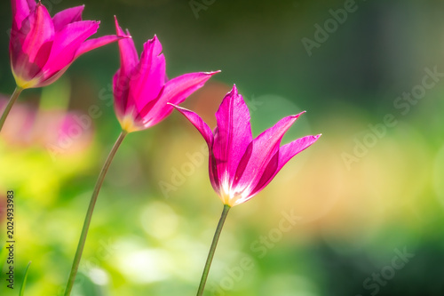 Close-Up von lila Tulpen vor grün-gelbem Bokeh-Hintergrund einer Wiese im Frühling
