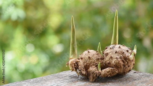 Curcuma latifolia roscoe rhizome on natural background.