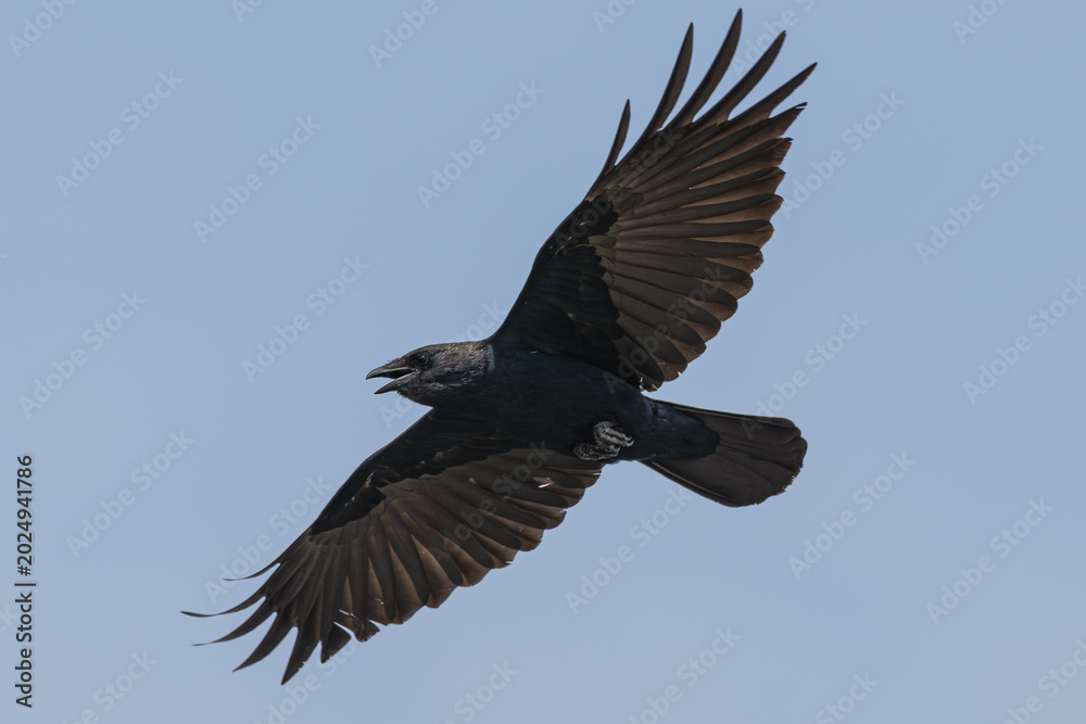 Fototapeta premium Closeup of an American crow in flight.