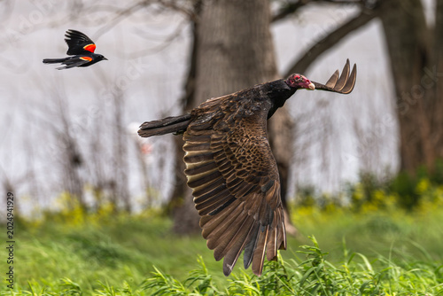 Fotografie Red-winged blackbird chasing a turkey vulture.