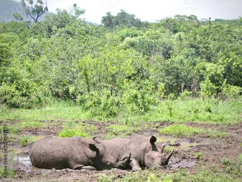 Canvas-taulu White rhinoceros (Ceratotherium simum) resting and wallowing in mud at Hluhluwe-iMfolozi Park, KwaZulu-Natal, South Africa