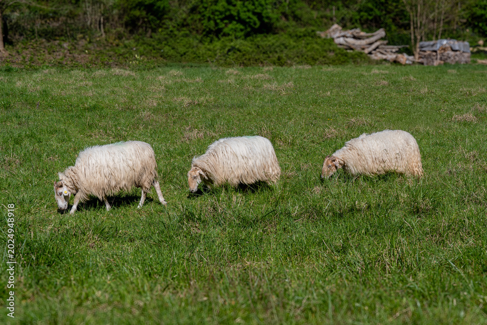 Obraz premium Sheep grazing fresh green grass on a meadow