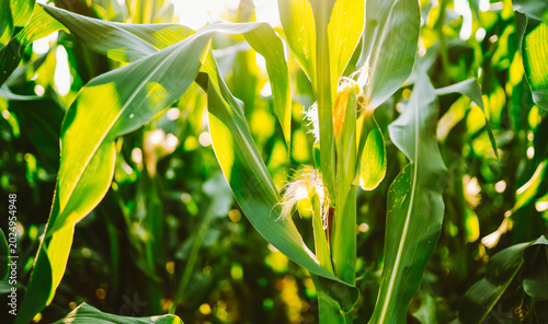 Schilderij op canvas Close-up of young corn plants in a field on a sunny day