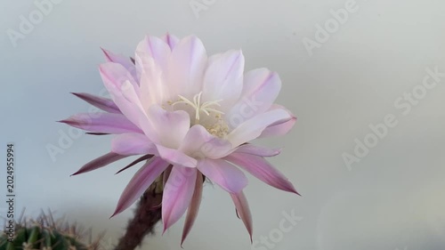 Die schöne Blüte eines Kaktus.
