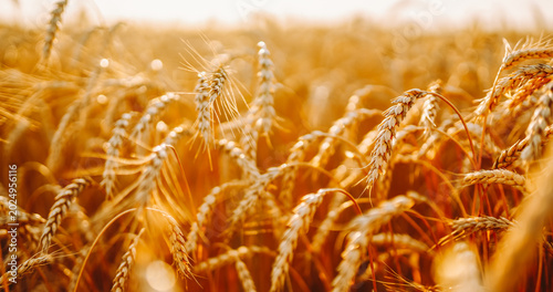 Slika na platnu Golden wheat sways gently in the field under strong sunlight