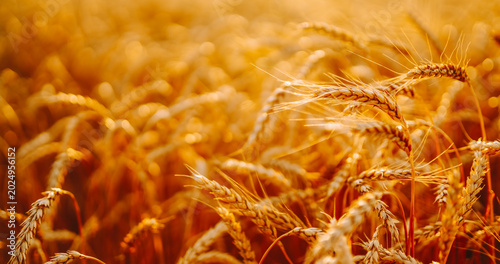 Foto Golden wheat sways gently in the field under strong sunlight
