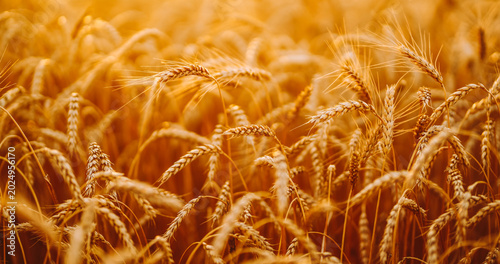 Tableau sur toile Golden wheat sways gently in the field under strong sunlight