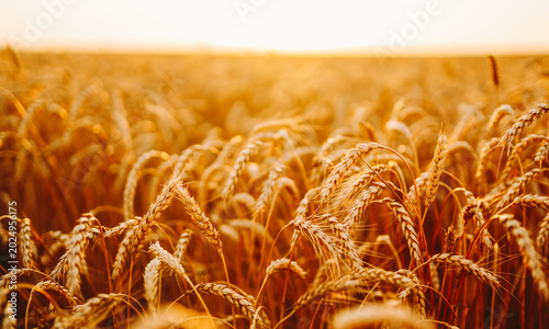 Schilderij op canvas Golden wheat sways gently in the field under strong sunlight