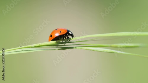 Cinematic slow motion footage of a small ladybug insect moving on fresh grass with soft focus bokeh.
