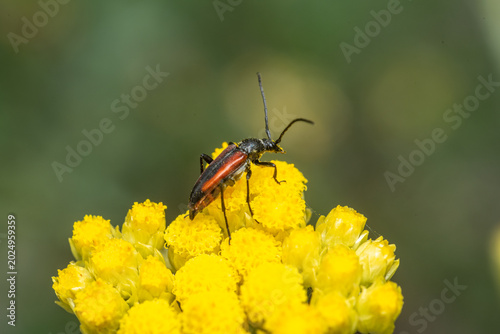 Photos Stenurella melanura longhorn beetle on flower in Sierra Calderona, Spain