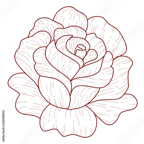 vector illustration of a rose