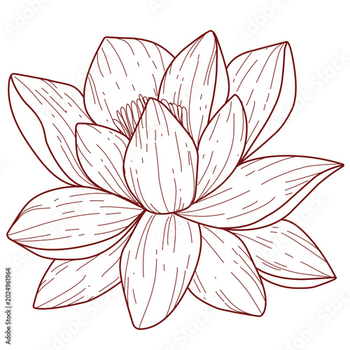 lotus flower isolated on white background