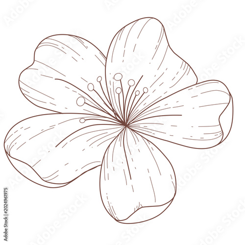 hand drawn vector illustration of a flower,line art