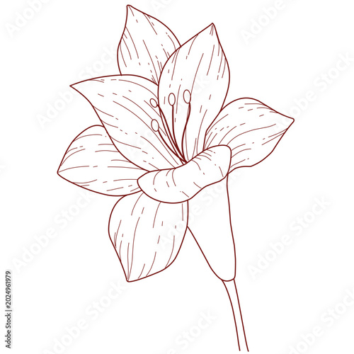 vector illustration of pink lily,line art