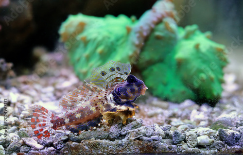 Scooter Dragonet - (Neosynchiropus ocellatus) in Tropical Saltwater Aquarium