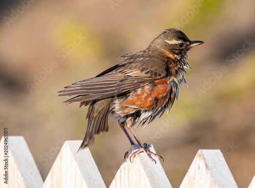 Fotografie beautiful redwing bird in the nature of Iceland