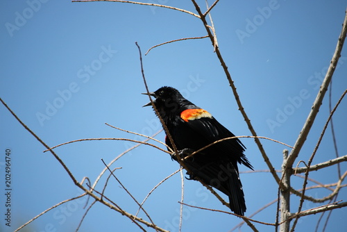 Photos Sergeant thrush