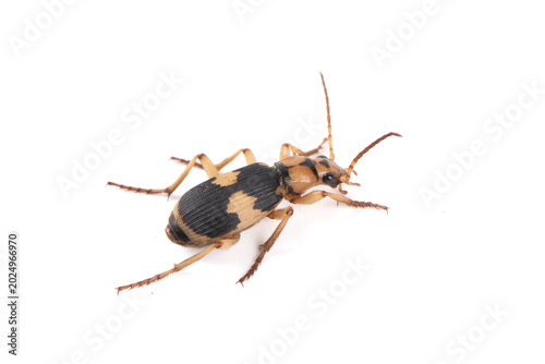Asian bombardier beetle isolated on white background
