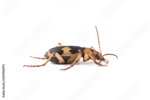 Φωτογραφία Asian bombardier beetle isolated on white background