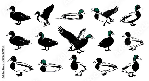 Quadro su tela Mallard Duck Collection Vector Graphics - Various Poses and Actions