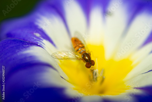 Photos Macro view of a hoverfly feeding in the vibrant yellow center of a purple and wh