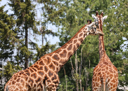 Foto The giraffe (Giraffa camelopardalis) is an African even-toed ungulate mammal, the tallest of all extant land-living animal species, and the largest ruminant