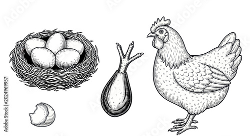 Tableau sur toile Chicken, Nest with Eggs, Eggshell, and Rooster Foot Illustration
