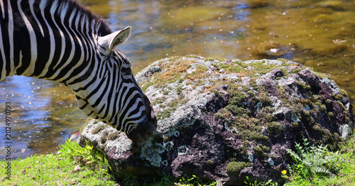 Konstfotografi Burchell's zebra is a southern subspecies of the plains zebra