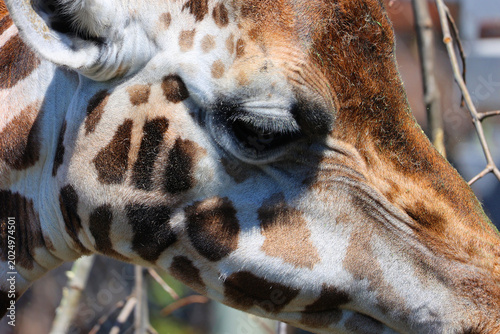 Bild auf Leinwand The giraffe (Giraffa camelopardalis) is an African even-toed ungulate mammal, the tallest of all extant land-living animal species, and the largest ruminant