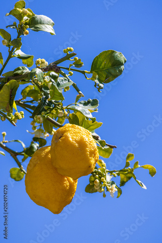 Lemon Tree Branch with Ripe Yellow Fruits and Blossoms Against Blue Sky in Italy.