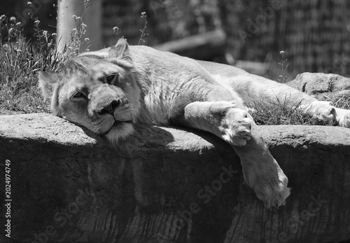 Tableau sur toile Panthera, and a member of the family Felidae