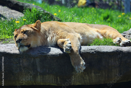 Foto Lion is one of the four big cats in the genus Panthera, and a member of the family Felidae