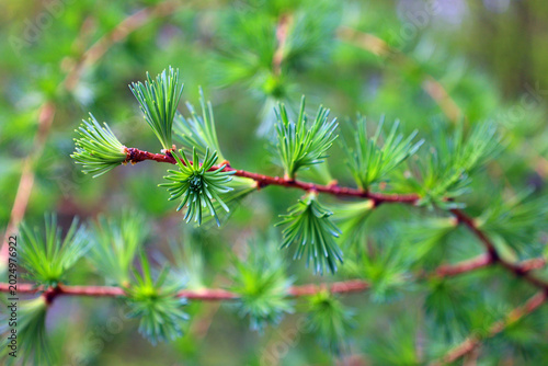 In spring a Larix laricina, commonly known as the tamarack, hackmatack, eastern, black, red or American larch, is a species of larch native to Canada and pines trees