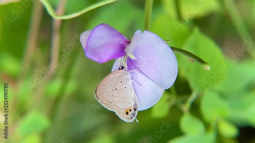 Gram Blue Butterfly Euchrysops Cnejus Sucking Nectar from Purple Cowpea Flower, Macro Close-up