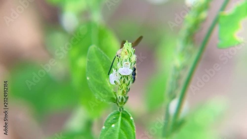 Adult Scoliid Wasp Pollinating Wildflowers in Nature Garden, Macro Close-up
