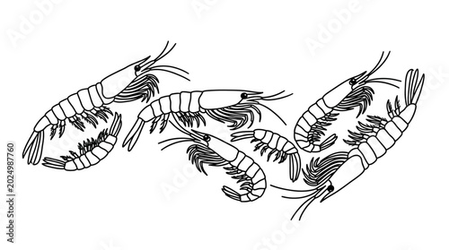Photos Shrimp illustration, stylized, line art, group of crustaceans, marine life