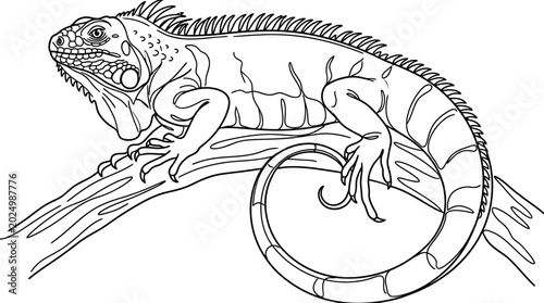Bilde på lerret Iguana Reptile Line Drawing Illustration on Branch