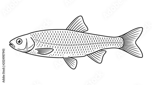 Fotografie Freshwater Fish Illustration - Line Art