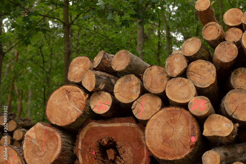 Fresh log harvest at forest clearing with stacked trunks and leafy canopy in background, seasonal atmosphere and natural resource context for rural scenes