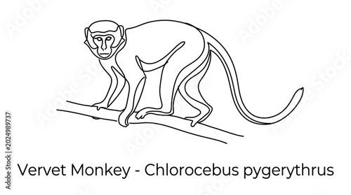Photography Vervet Monkey Outline Drawing on Branch - Chlorocebus pygerythrus