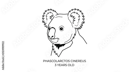 Photography Koala Phascolarctos Cinereus Line Art Drawing, Cute Australian Animal Illustrati