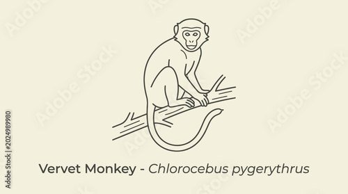 Photography Vervet Monkey Illustration Sitting on Tree Branch, Scientific Name Chlorocebus p